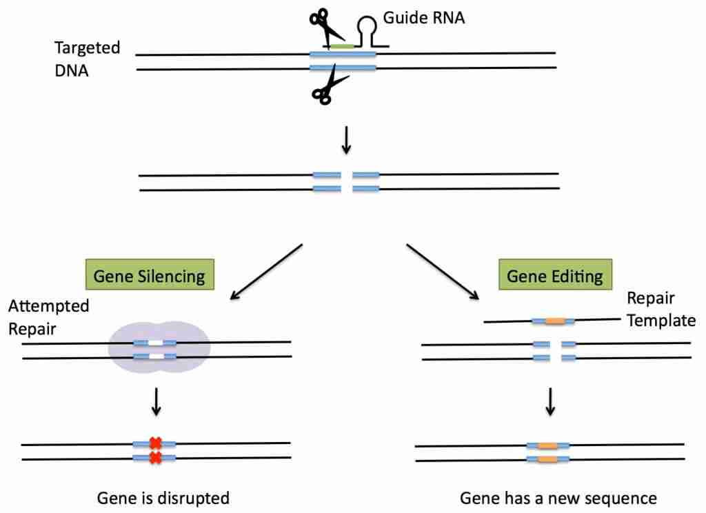 Gene silencing and editing with CRISPR. (Science in the News, Harvard)