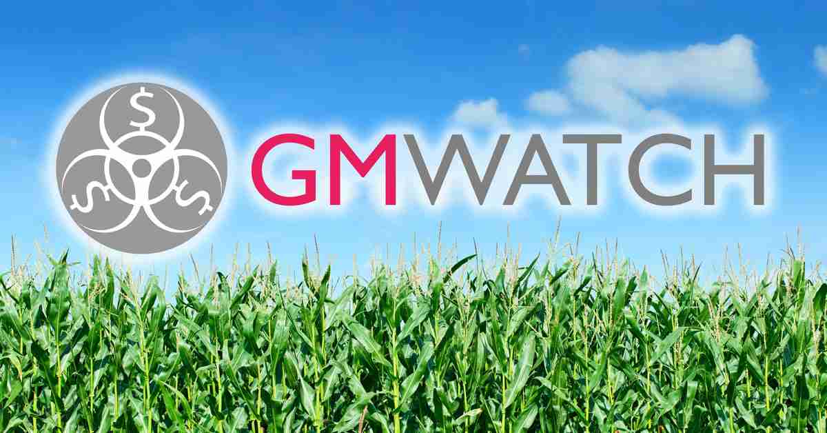 GMWatch Facebook cornfield banner