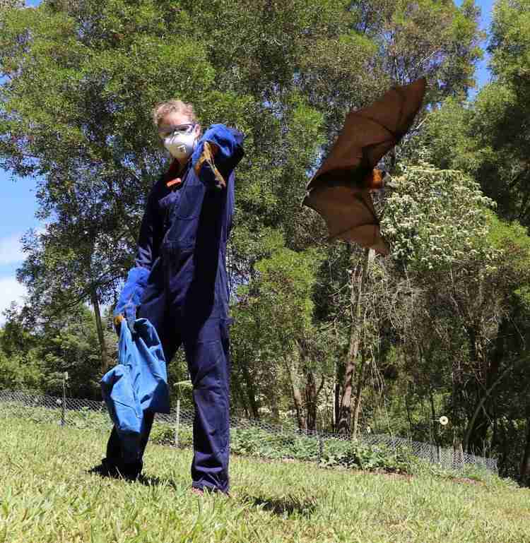 Photo shows a researcher suited up in protective gear including gloves and a face mask; a bat is flying away from her outstretched arm.
