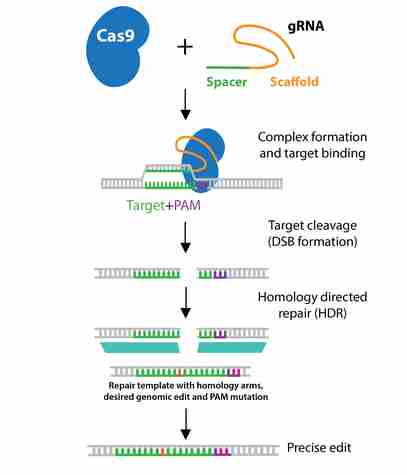 CRISPR diagram of homology directed repair or HDR