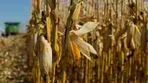 U.S. regulators are thinking about how they should approach the use of new biotechnologies that alter common crops such as corn.