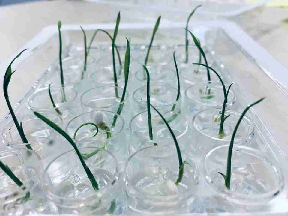Rice seedlings planted in the lab, hydroponics 