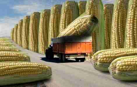 big transgenic corn