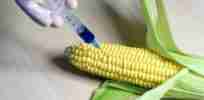 injecting bio corn