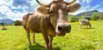 cow pasture animal almabtrieb