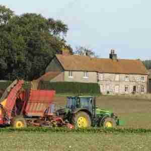 Beet harvester working in front of farm cottages x