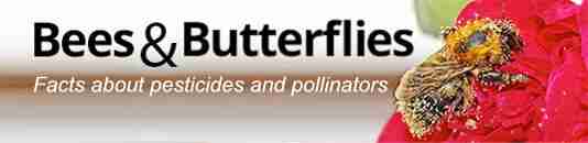bees butterflies pollinator image updated x