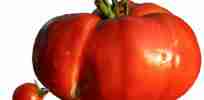 px Diversit taille tomates
