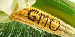 gmo corn word x