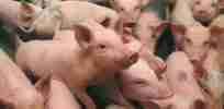 scientists shred study that says genetically modified food makes pigs sick