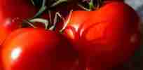 Tomatoes articleimage