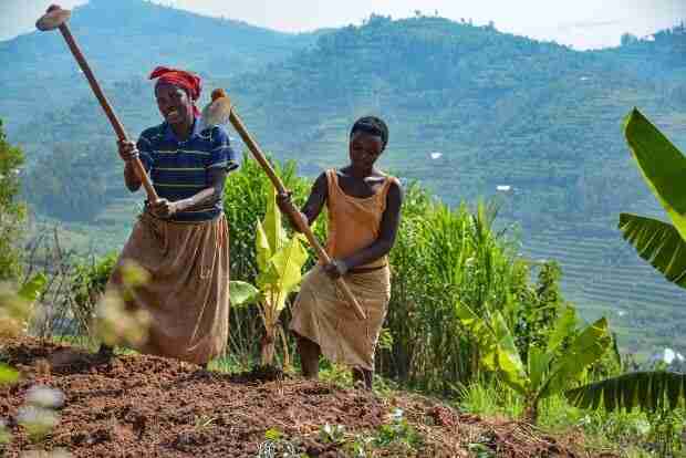 farmers rwanda