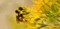 hunts bumblebee blogheader Tom Koerner USFWS fw x e