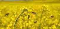 Field of oilseed rape with bees e