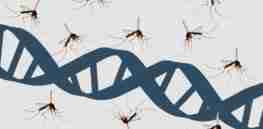 mosquito and dna