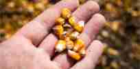 corn kernels hand field x