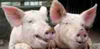 pig poo happy pigs