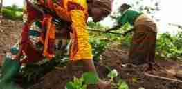 growing sweet potatoes in tanzania x