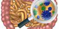 bacteria gut
