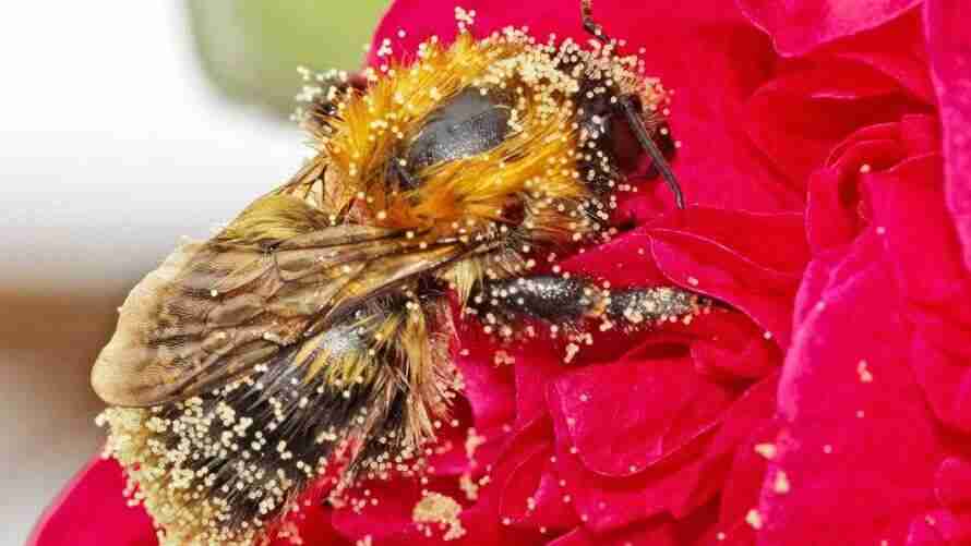 a bee covered in pollen x