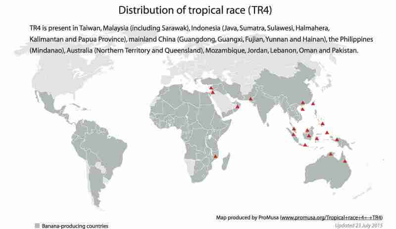 tropical race 4