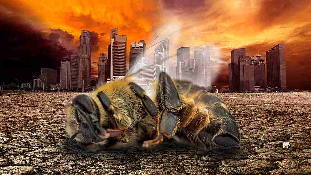 dead bee desolate city