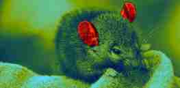 gene therapy deafness mice