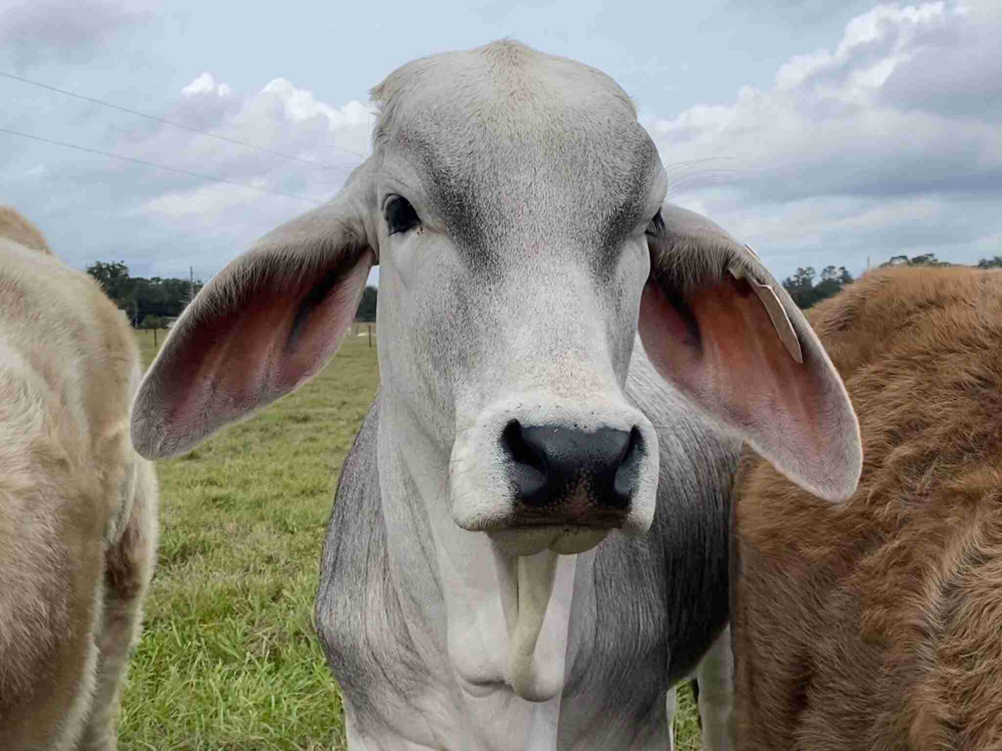 brahman cow dyllan furness scaled