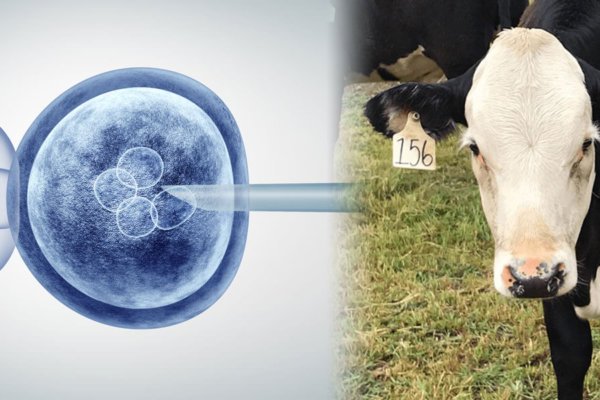 gene editing invitro crispr and cows x a