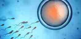 istock sperm egg alfaisal