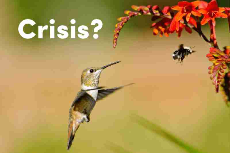 hummingbird bee crisis