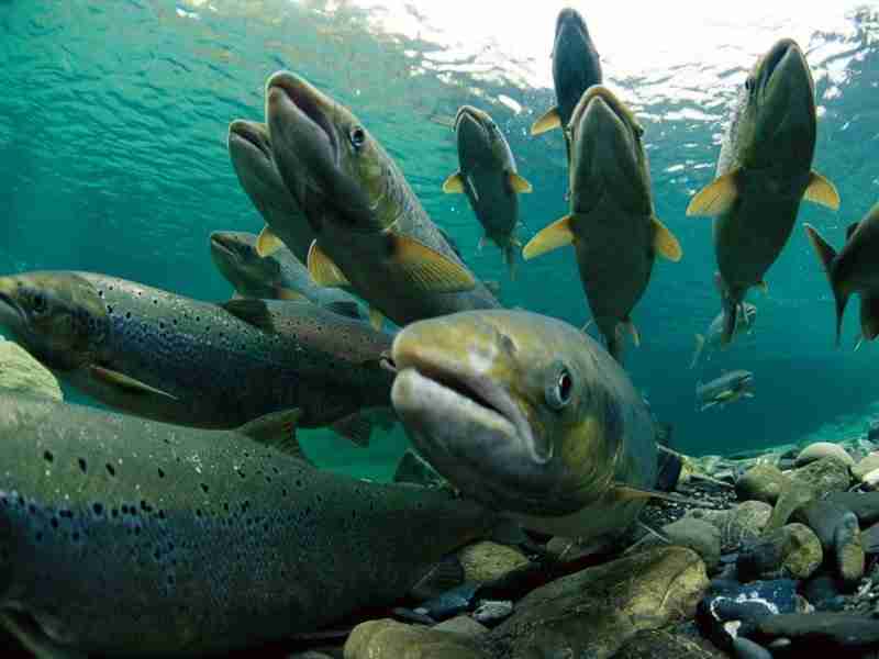 Spawning Atlantic Salmon