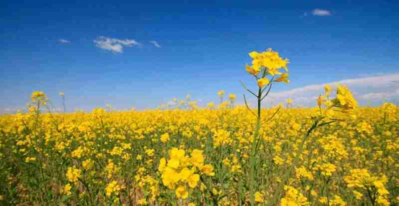 why canola oil is bad for you